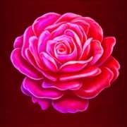 Szimbólum Rózsa arany szépségben